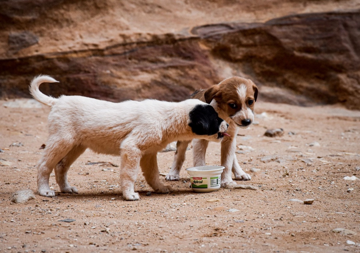 Hund erhält Proteinpulver