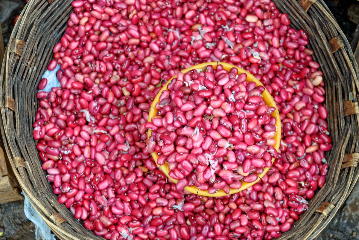 Pflanzenbasiertes Proteinpulver für Haustiere