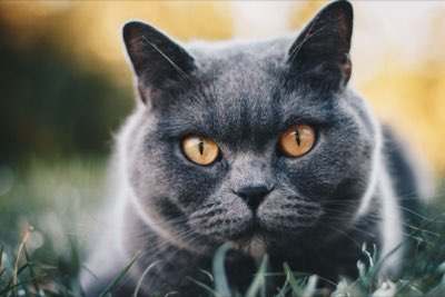 90% Digestibility vs. 30%: Protein Quality in Pet Food