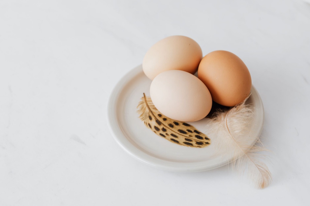 proteína en alimento para perro