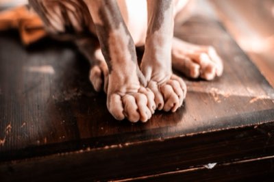 Protéines animales ou végétales : le choix crucial pour la santé