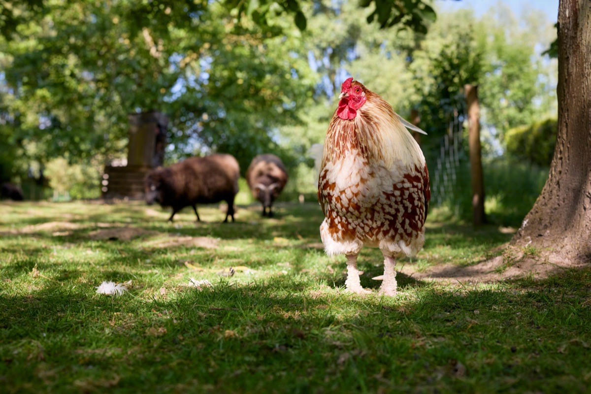 dierenvoer met vlees en planten