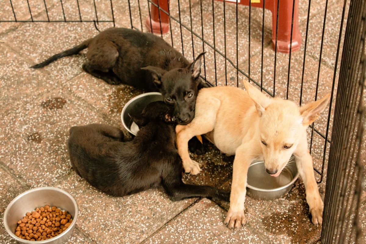 Chatbot showing a dog with food bowl