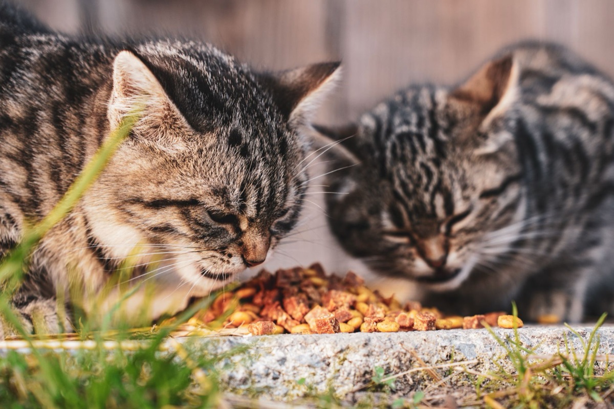 alimento húmedo para gato en lata
