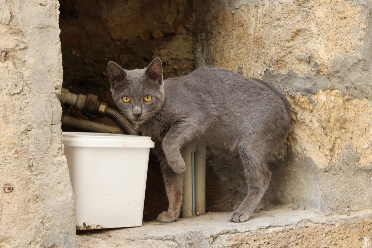 Cestino di alimenti umidi per animali