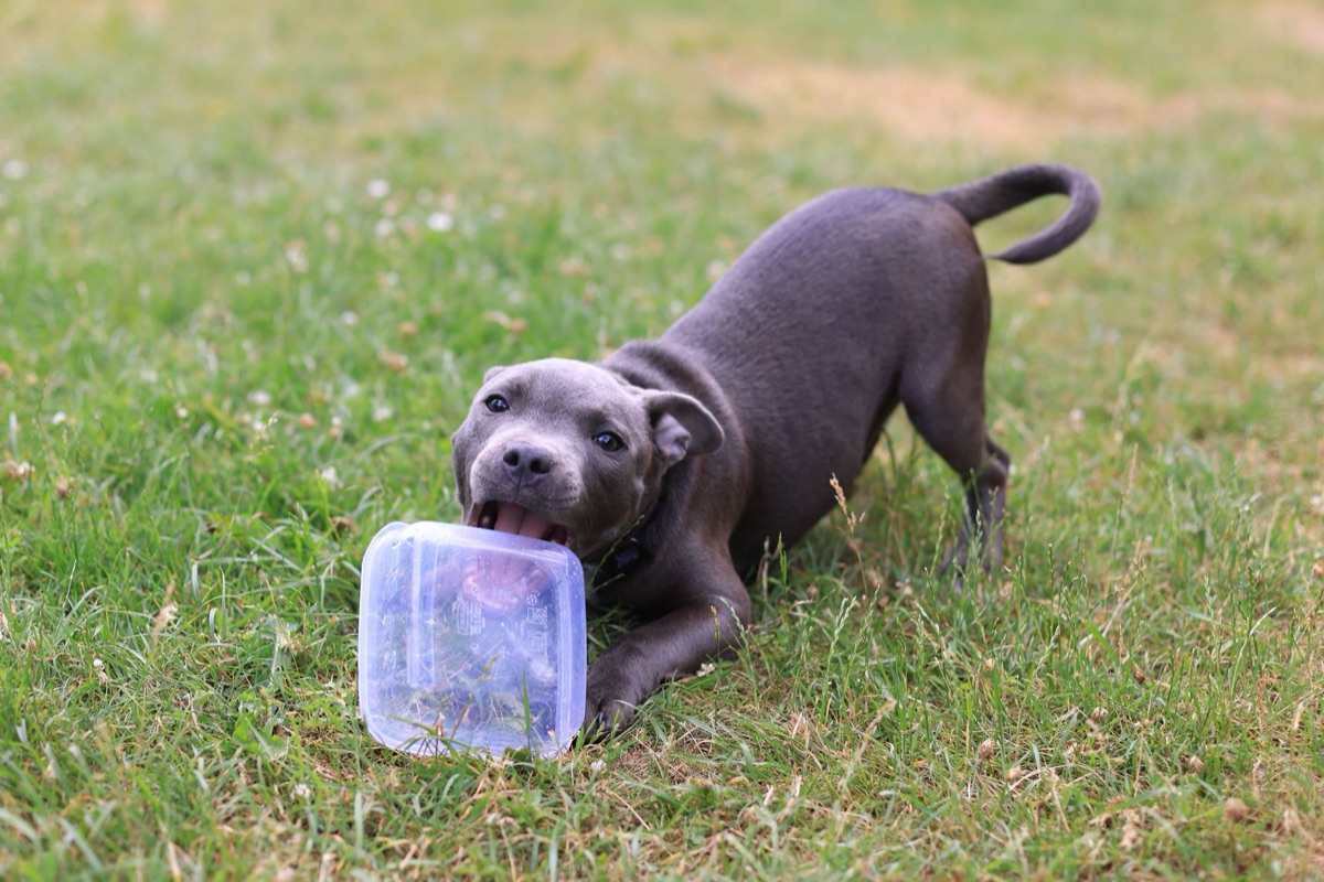 contêiner de alimentação úmida para animais