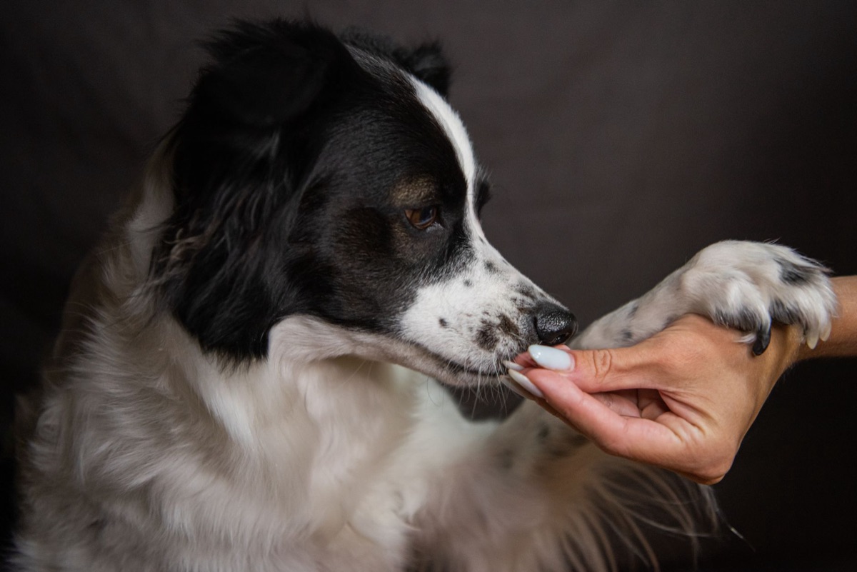 Hund mit Omega-3-Fettsäure-Präparat