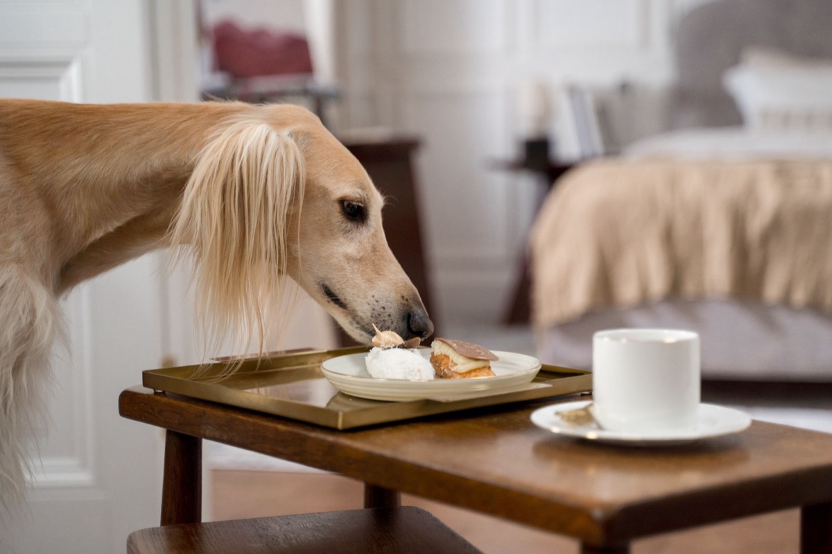 dog with omega-3 infused food in natural environment
