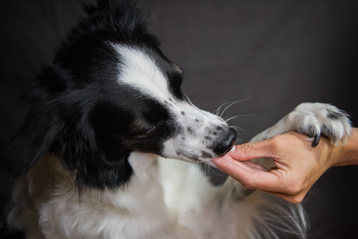 perro con suplemento de omega-3