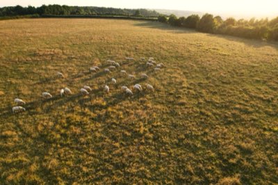 90 jours pour voir le bénéfice : Oméga-3 et santé cutanée animale
