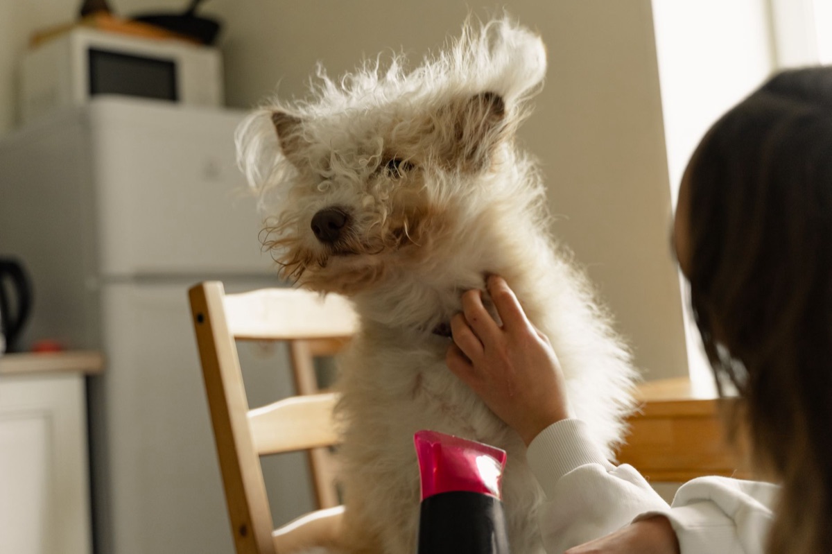 Chien avec peau sèche
