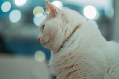 EPA/DHA vs. ALA: Belang van biologische beschikbaarheid nu