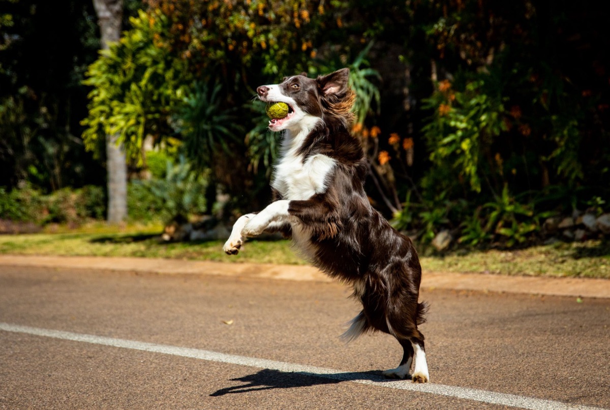Cão com articulações saudáveis