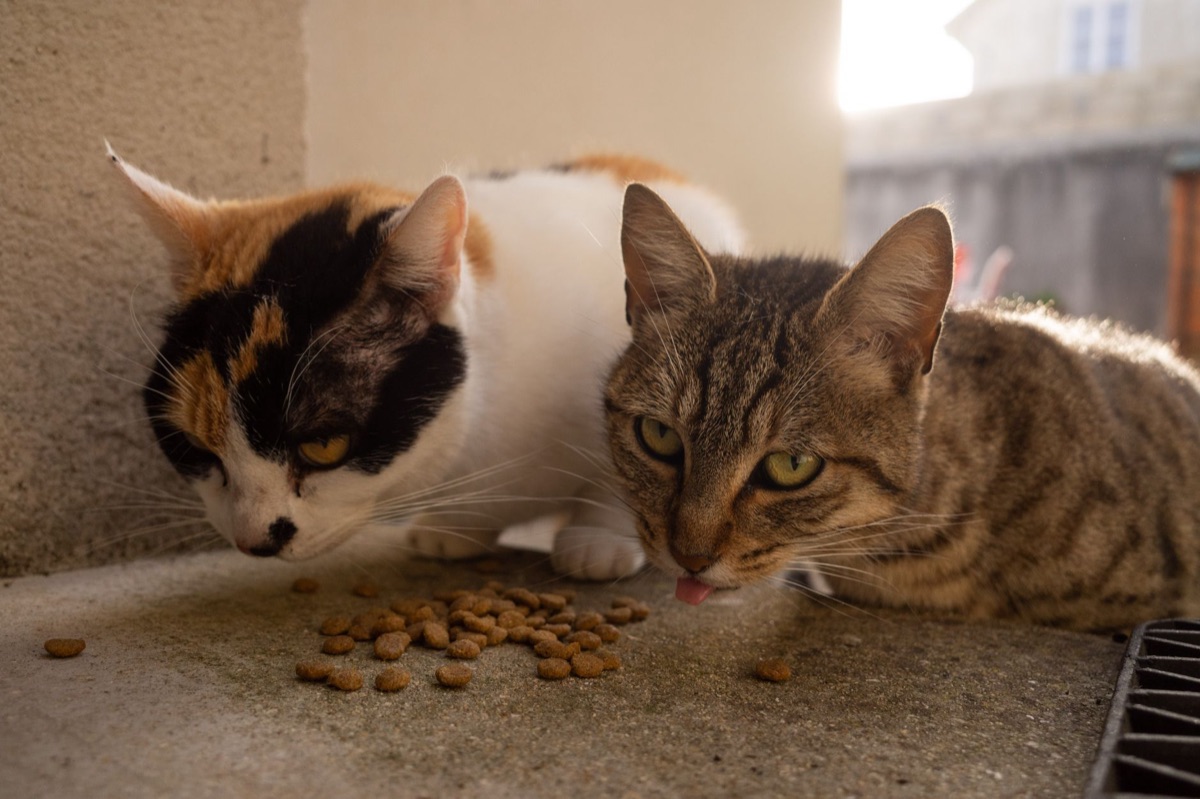 chat