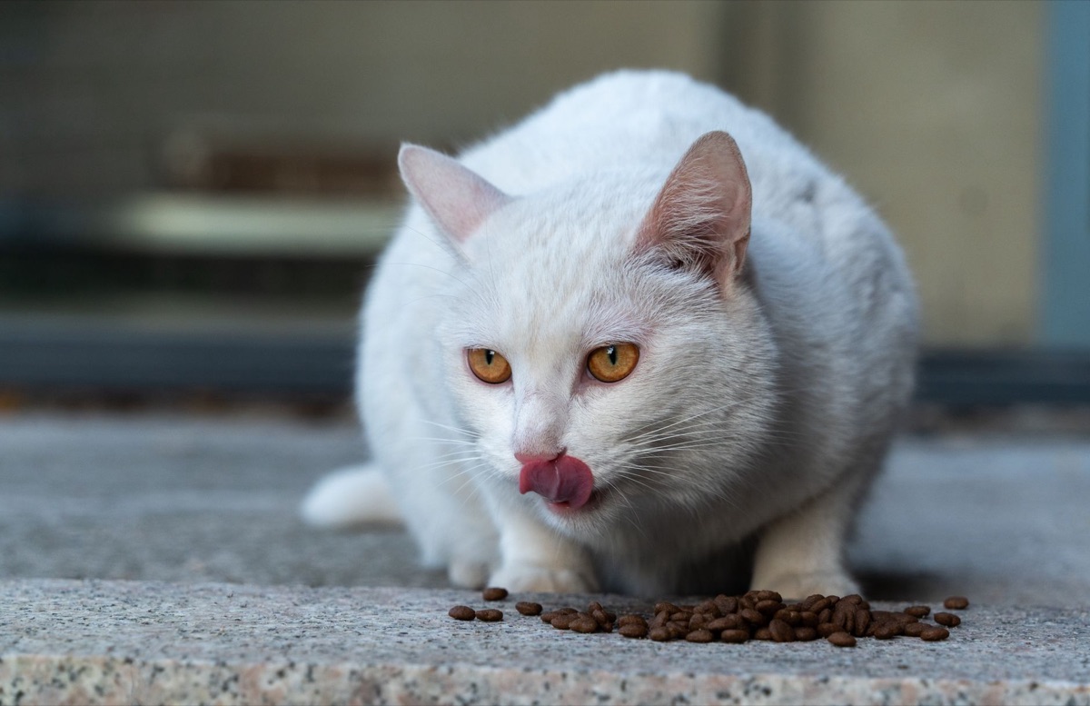 nutrition chart for cat food recipe