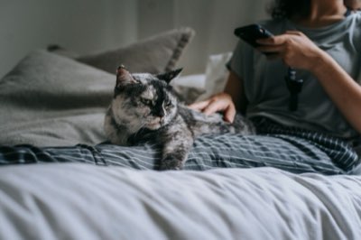 Sichere Kaviarportionen für Katzen: Die 10 %-Regel verstehen