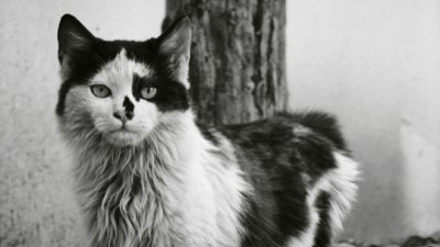 Caviar for Cats: Calculate Safe Portions Under 10% Intake
