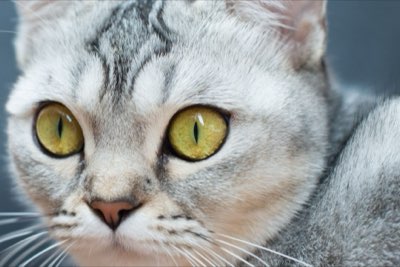 Caviar para gatos: Porciones seguras bajo el 10% de ingesta