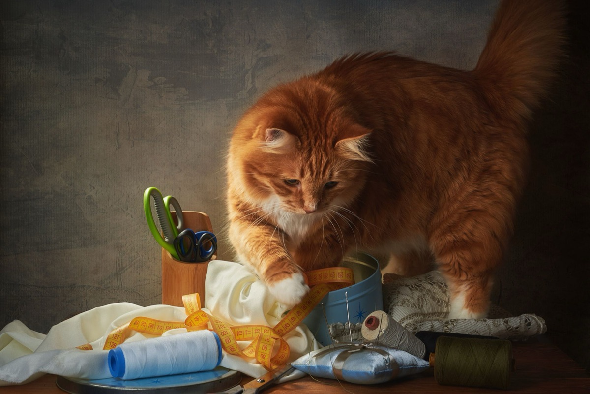 medida de alimento para gato