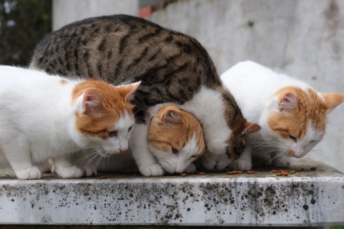 análisis de ingredientes de alimento para gato
