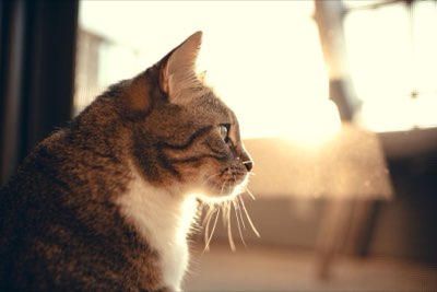 Caviar pour chat : Calculer les portions sûres sous 10% d'apport