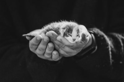 Caviale per Gatti: Porzioni Sicure Sotto il 10% di Apporto