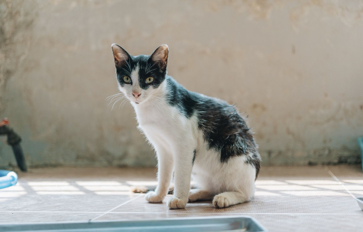 gatto con pentolino di cibo secco