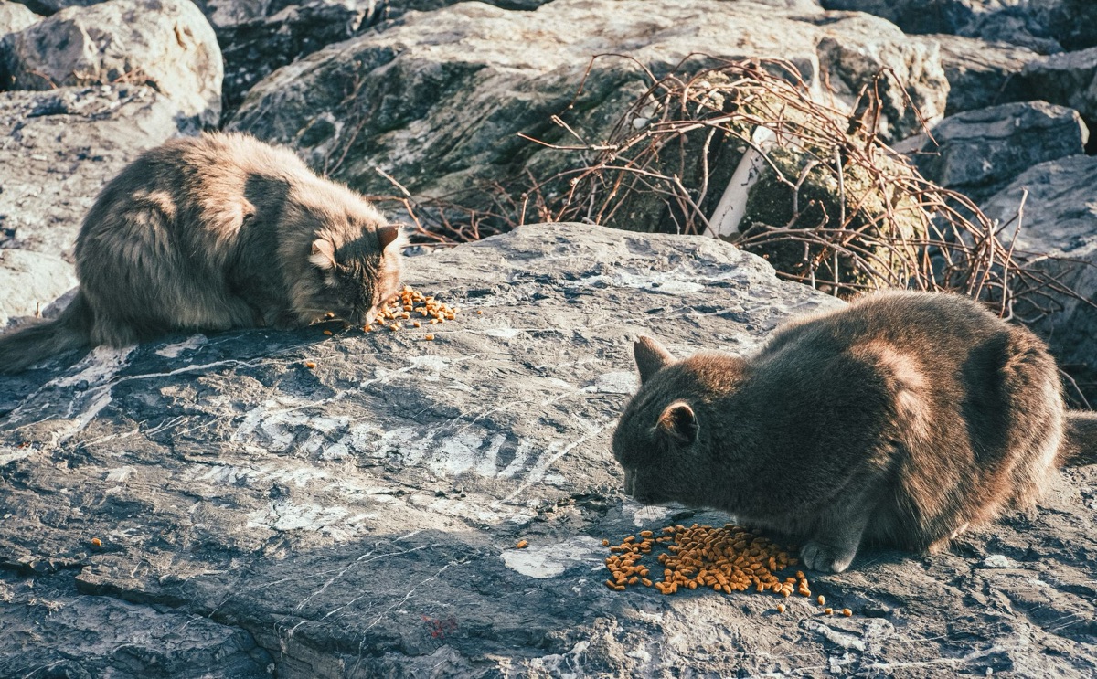 analisi ingredienti cibo secco per gatto