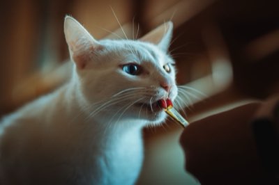 獣医師監修：キャビアを安全に与えるための3ステップ計算法