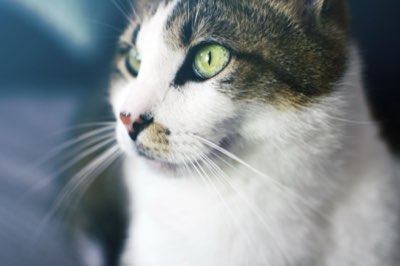 Katten Dieet: Kaviaar Veilige Portie Binnen 10% Grens