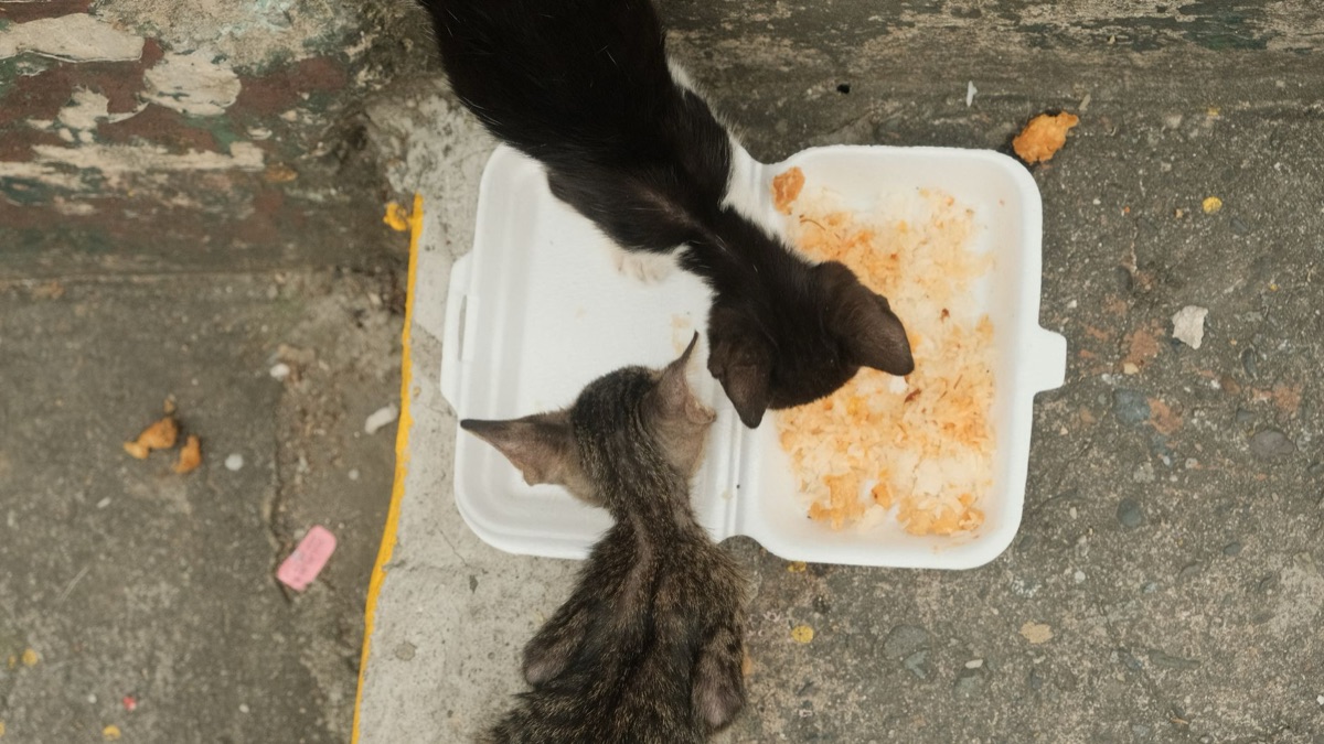 análise de ingredientes de comida para gato