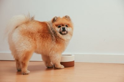 Kaviar für Hunde: 50-60g Vorsicht bei dieser Luxuszutat