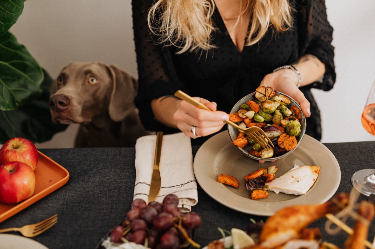 Hund erhält frisches Futter