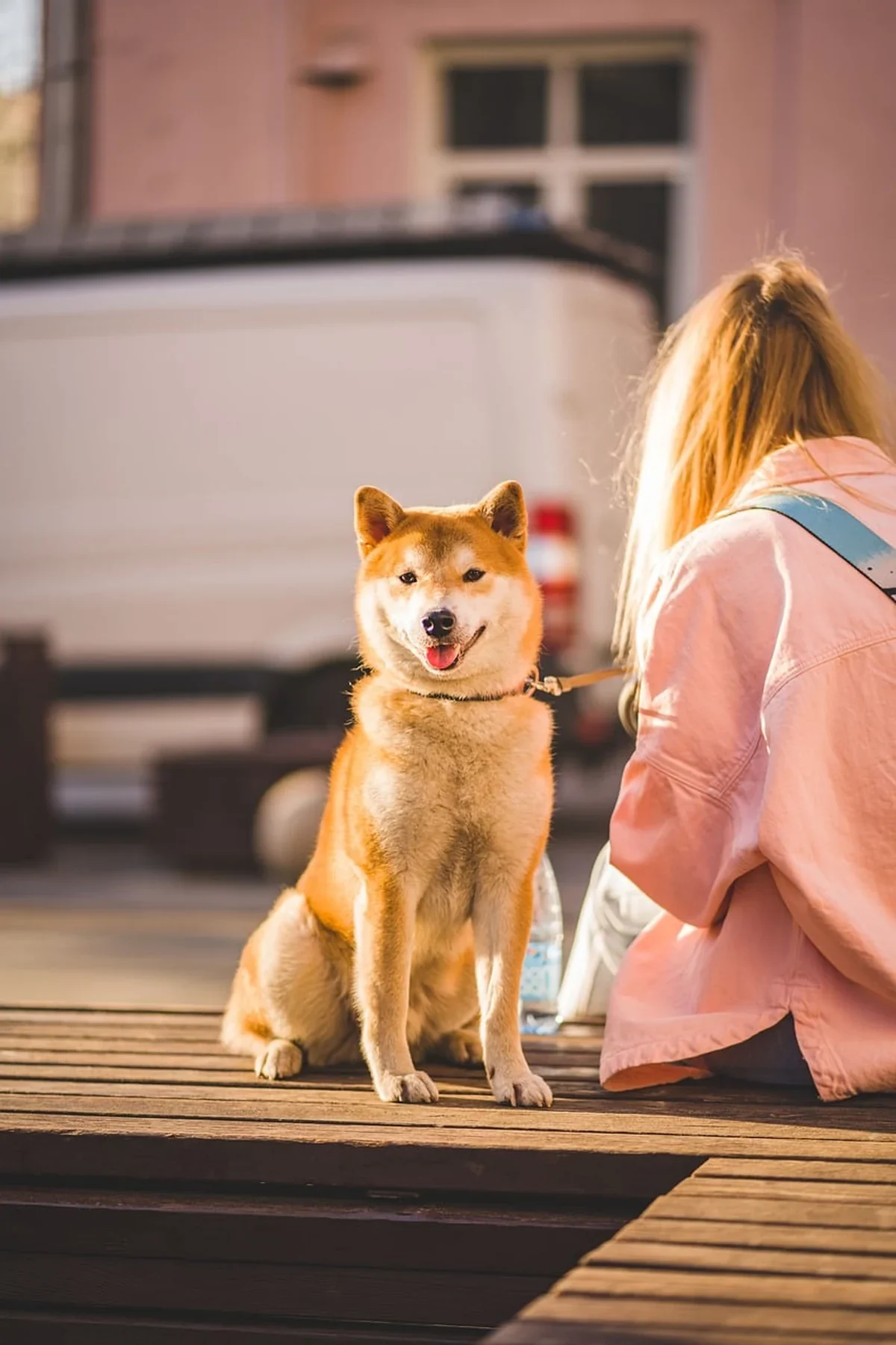 Ein Hund sitzt ruhig an einer braunen Lederleine