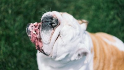 Dog Caviar Treats: Watch Out for Digestive Emergencies