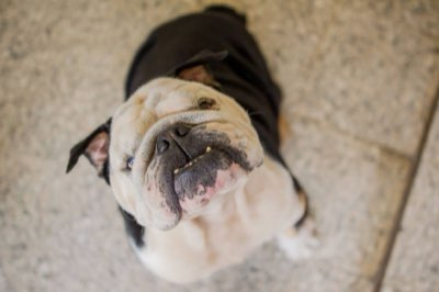 Dosis perfecta: Cómo introducir caviar en la dieta de tu mascota