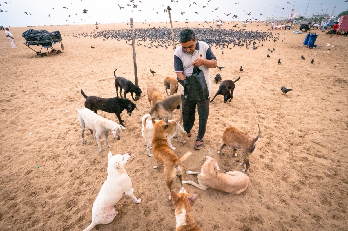 perro alimentándose con cucharita