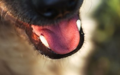 Caviar chien : 1 % de l'apport calorique pour une expérience sûre