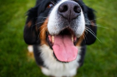 愛犬の消化器を守る：キャビア給与の「全摂取カロリーの5%