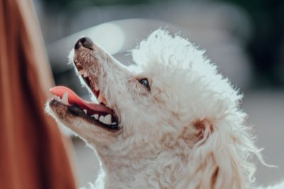 Kaviaar voor hond: 3 risico's die je nu moet kennen