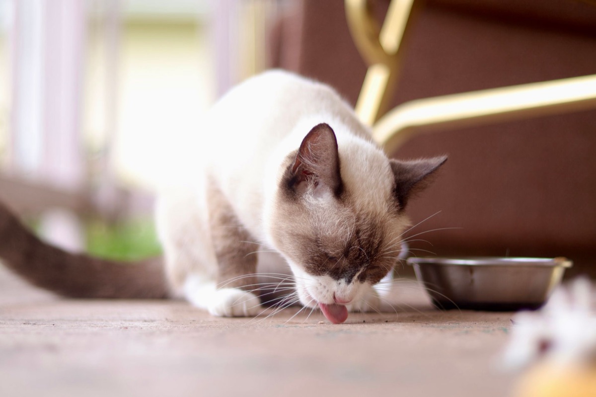 cat bowl with homemade cat food