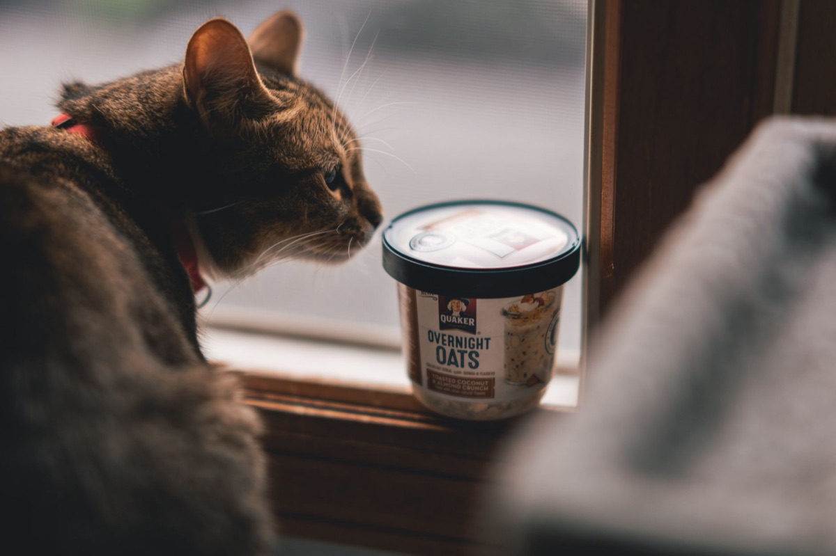 katten voeding balans