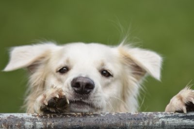 愛犬の食事を格上げする自家製「キャビア」の作り方完全ガイド
