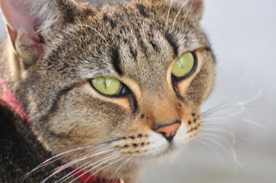 Katzenfutter: 10 % Regel für Extras – Kalorienbilanz zählt!
