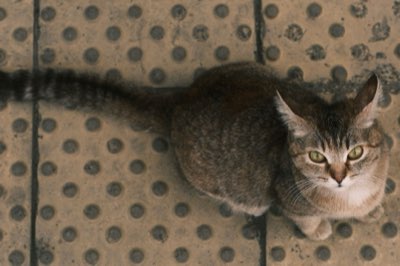 Treats vs. Meals: Keep Cat Weight Perfect with 10% Rule