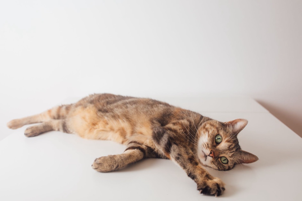 cat scale and weight chart