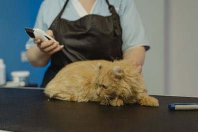Nutrición felina: el 10% es el límite al ofrecer premios extra