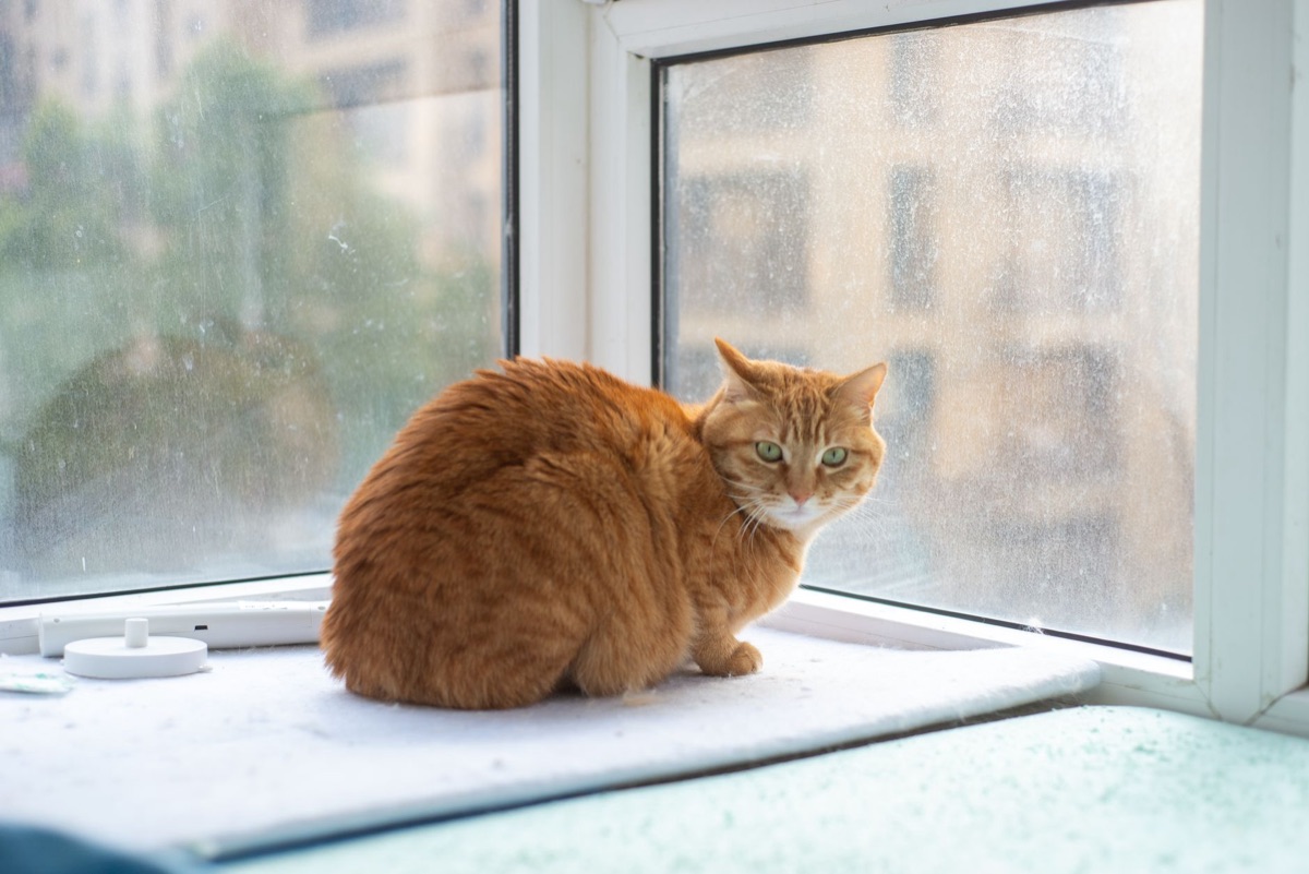 gato pesando enlatado