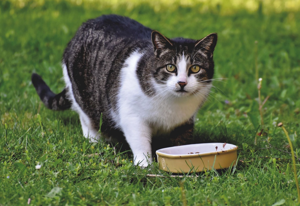 chat avec calepinage du poids