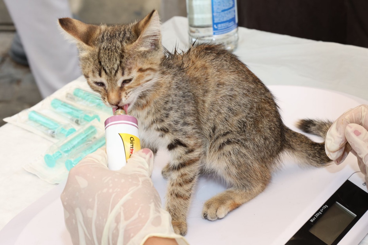 calcolatore di porzioni di cibo per gatti